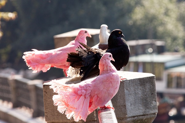然而拜仁的 然而拜仁的